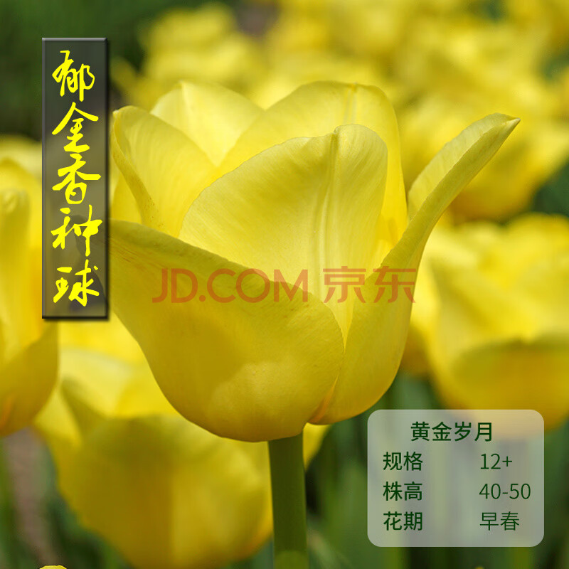 水培土培耐寒室内外阳台庭院植物球根种子 黄金岁月(5球含盆土肥)y