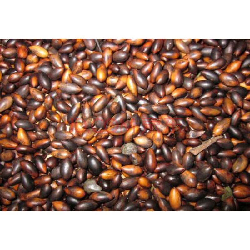 种子正宗海南树种子 黄檀树籽 花梨木 降香木 香红木 檀香半斤