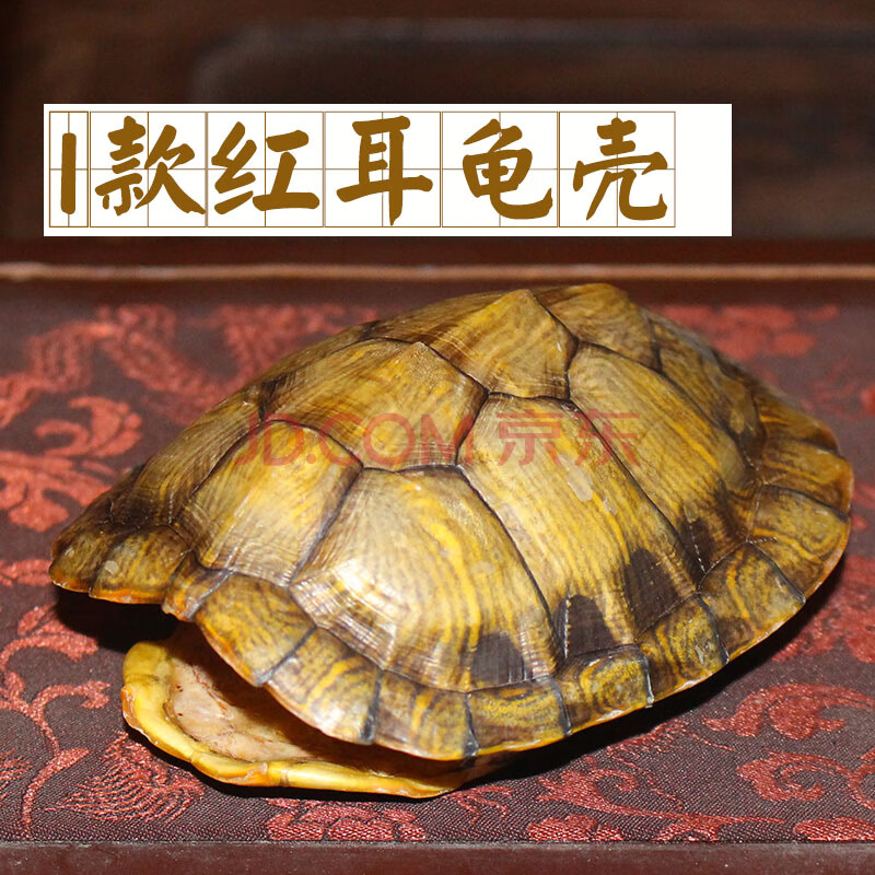真乌龟壳占卜六爻算卦摇卦工具文玩把件风水摆件 i款红耳龟壳10厘米