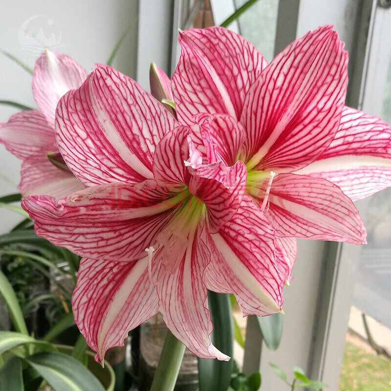 重瓣朱顶红种球大球地栽球根花苗 耐热四季种盆栽花卉当年开花 玫瑰线