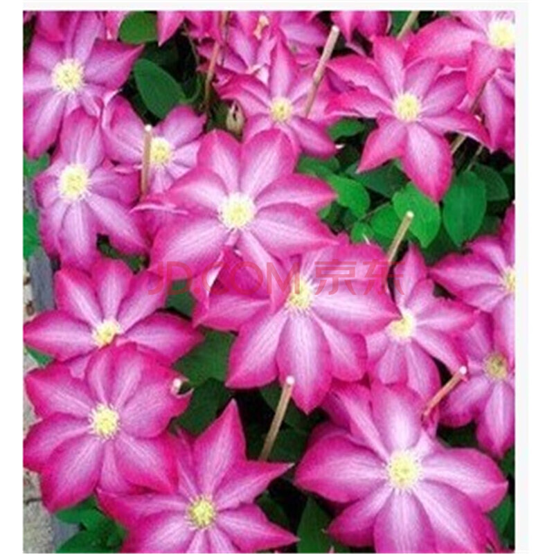 逍遥红火焰藤本皇后铁线莲种根 格拉芙泰3岁根