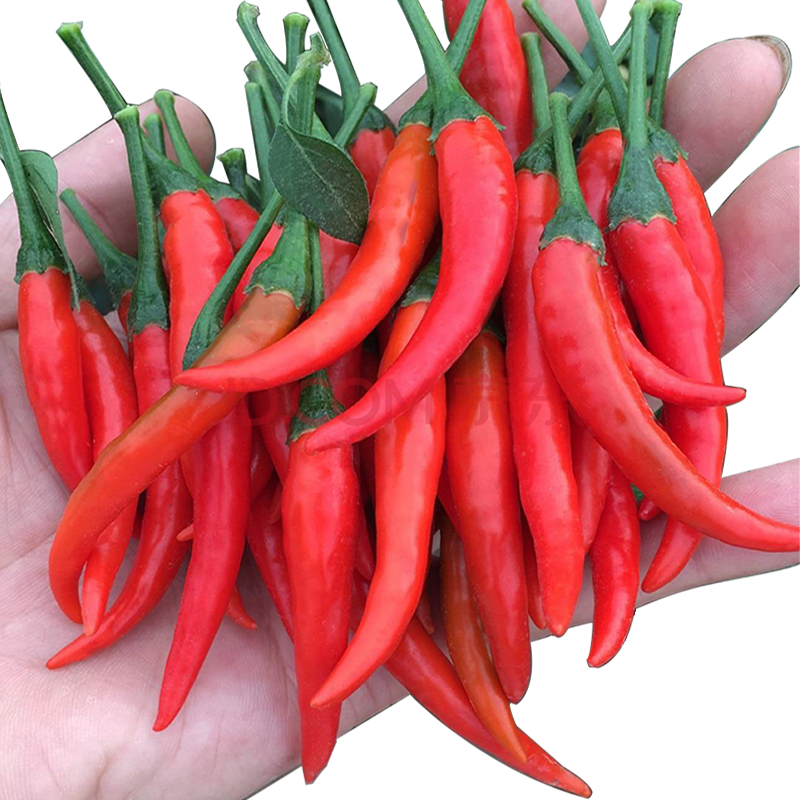 龙烜 四川新鲜小米辣 朝天椒 特辣红辣椒 1000g左右
