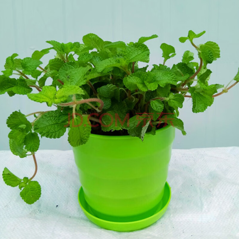 云仓吸毒草吊兰薄荷小盆栽室内绿植花卉z1 绿色盆吸毒草 含盆