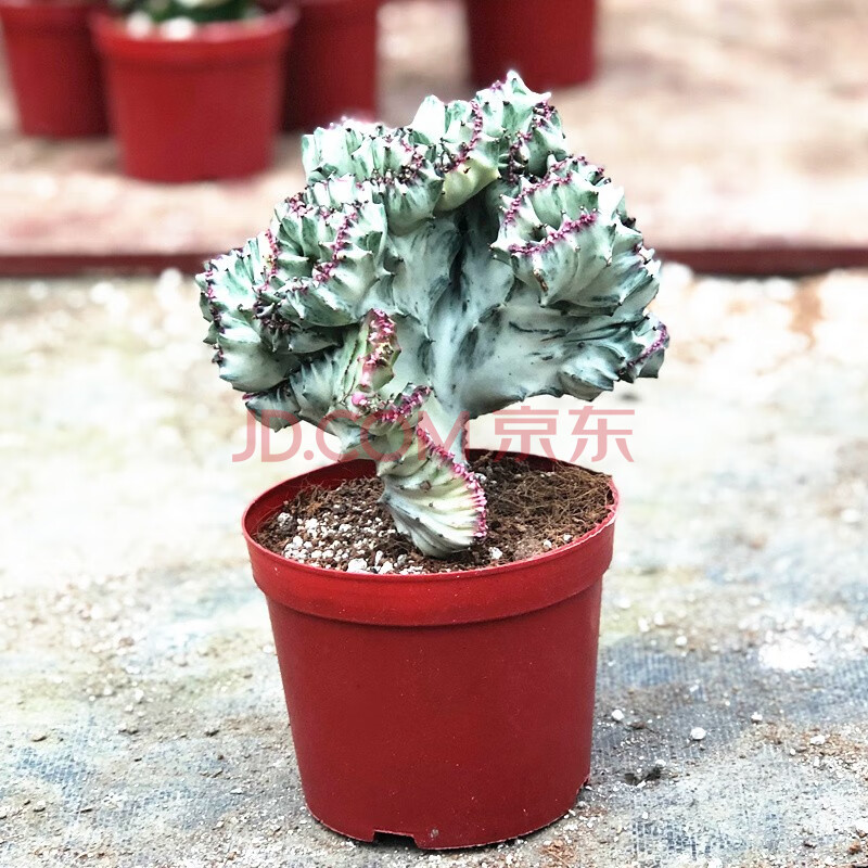巴西龙骨沙漠将军粉黛金麒麟盆栽玉衣龙骨室内客厅桌面店铺绿植 小