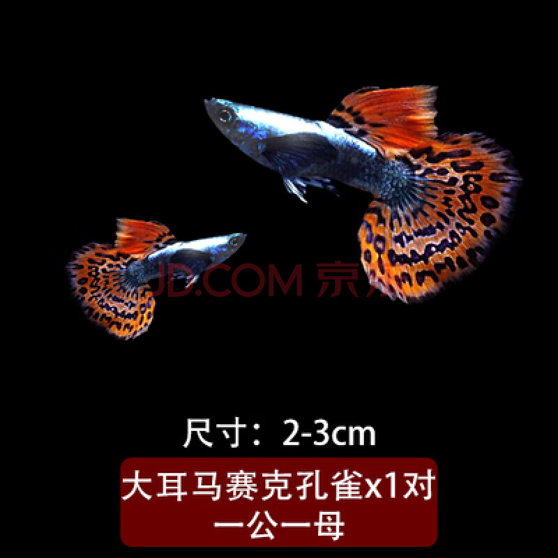 [京選推薦]熱帶魚觀賞魚活體小型淡水孔雀魚活體合輯水族寵物合集彙總