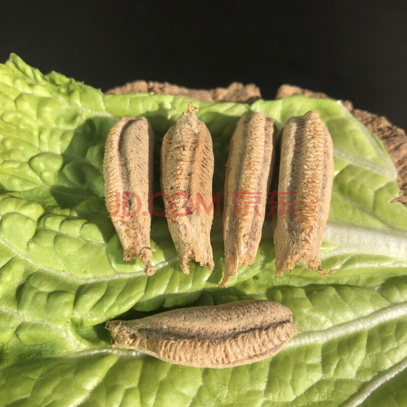 螳螂活物成虫 活体中华大刀广腹广斧薄翅棕静螳螂宠物饲养箱 2020新