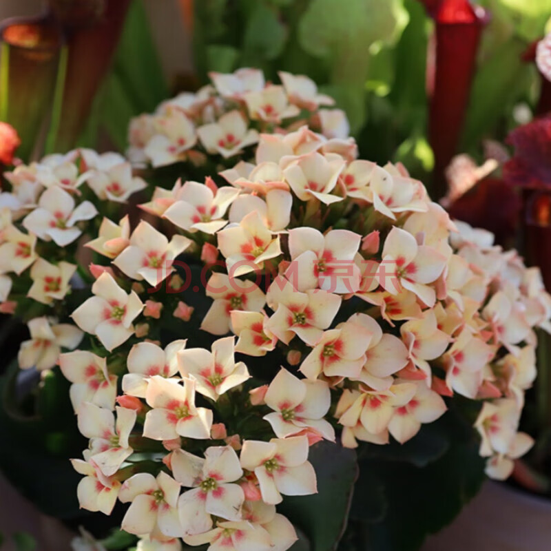 长寿花巴黎 长寿花盆栽巴黎重瓣大花阳台花卉植物 新品精灵香槟 含盆