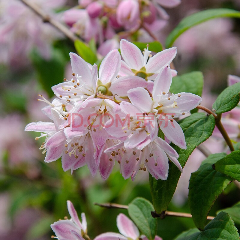 【虹越】庭院易养花灌木 夏樱花(溲疏) 盆栽苗 庭院花园紧凑型花卉