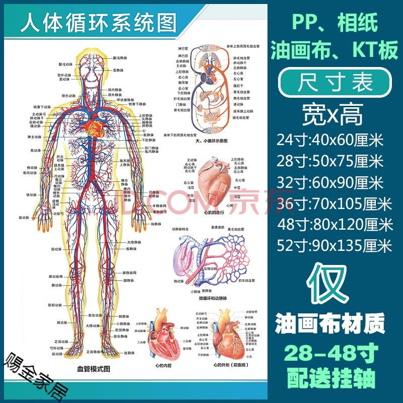 夙蒂 人體解剖彩色學骨骼結構圖神經肌肉五臟六腑淋巴示意解刨器官