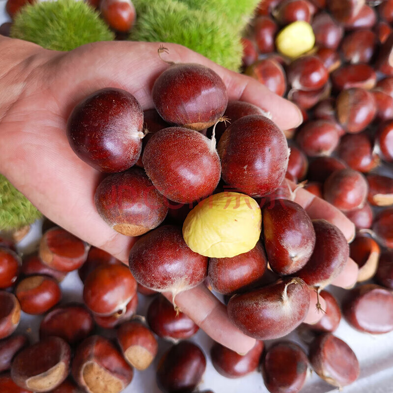 新鲜板栗生新鲜栗子带壳毛栗子2斤/3斤/5斤板粟油栗 2斤