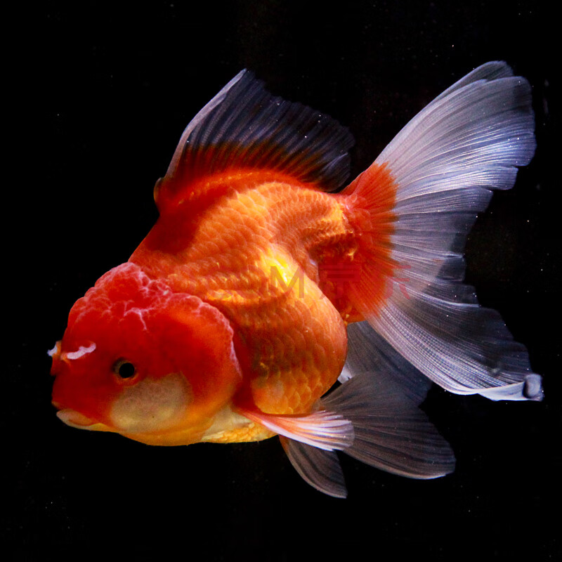 精品金鱼活体兰寿泰狮淡水观赏鱼冷水鱼草金鱼锦鲤宠物鱼金鱼鱼苗 12