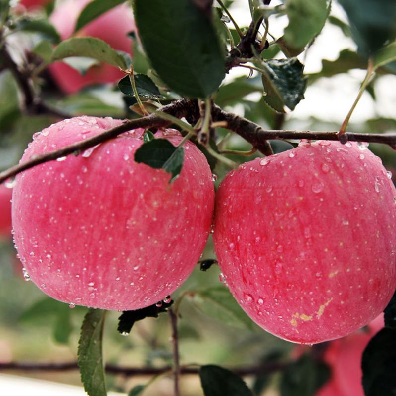 苹果新鲜水果正宗甘肃静宁红富士苹果脆甜孕妇儿童水果 75-80mm【带箱