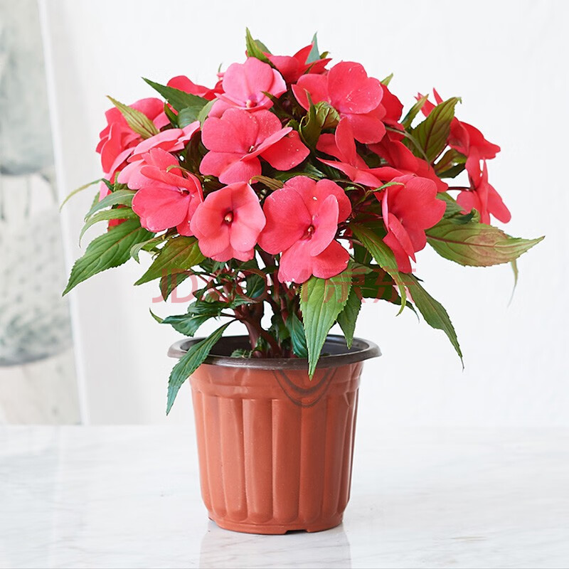 爱优尚(aiyoush)凤仙花盆栽室外阳台花卉观花植物好养易活花期长小型
