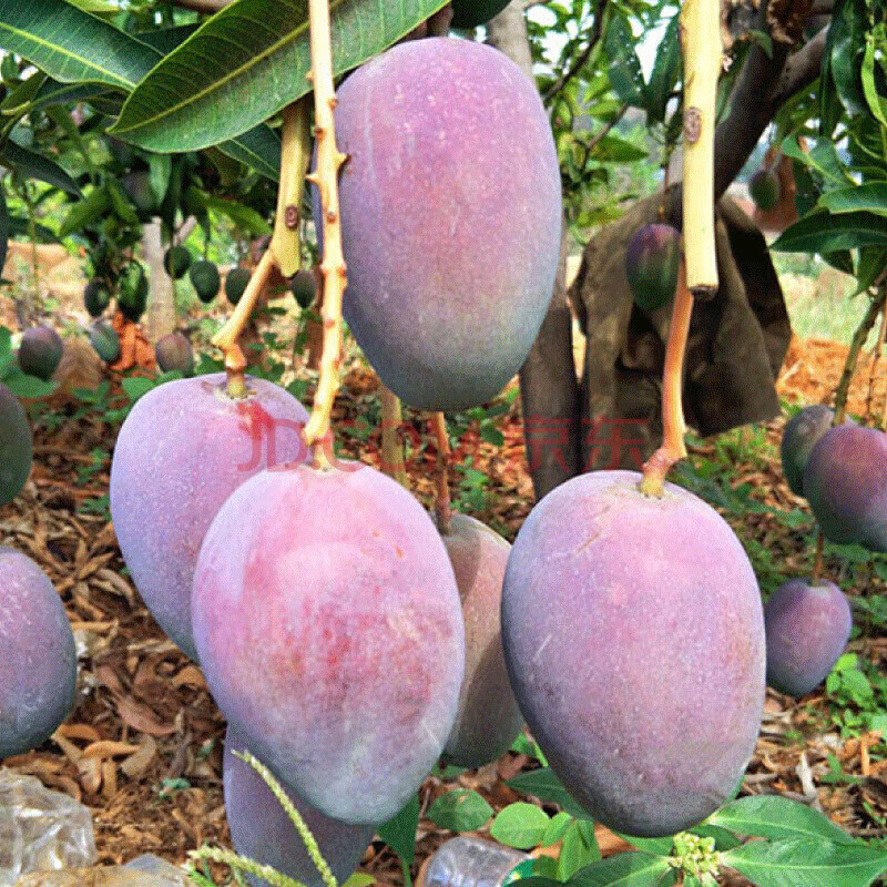 四川攀枝花凯特王妃大芒果3斤/5斤/8斤应季水果 8斤