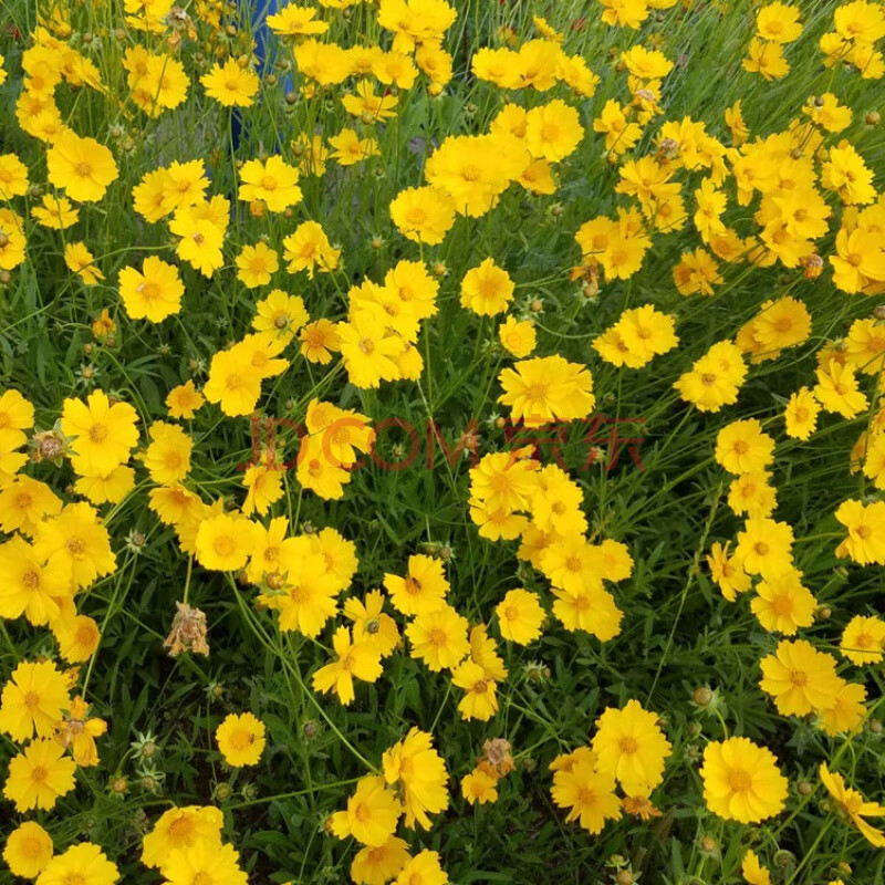 四季易播速生金錢菊花籽景觀花海花卉戶外秋季種的花種 花籽室外北方