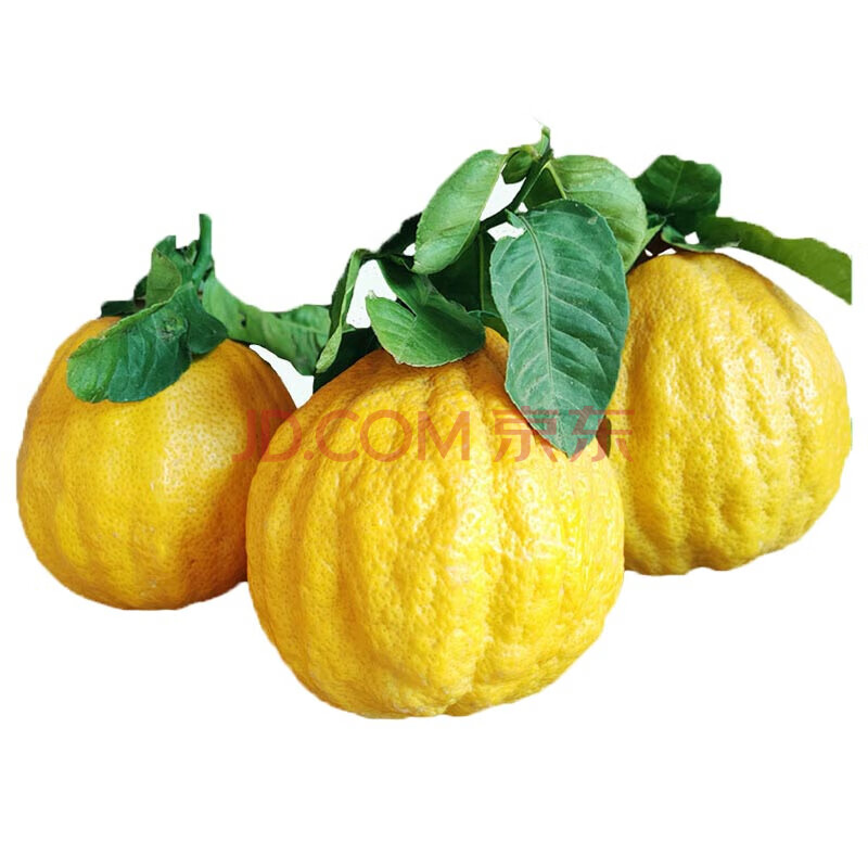 云南香缘果 大果 新鲜佛手柑水果 农家香园 清供