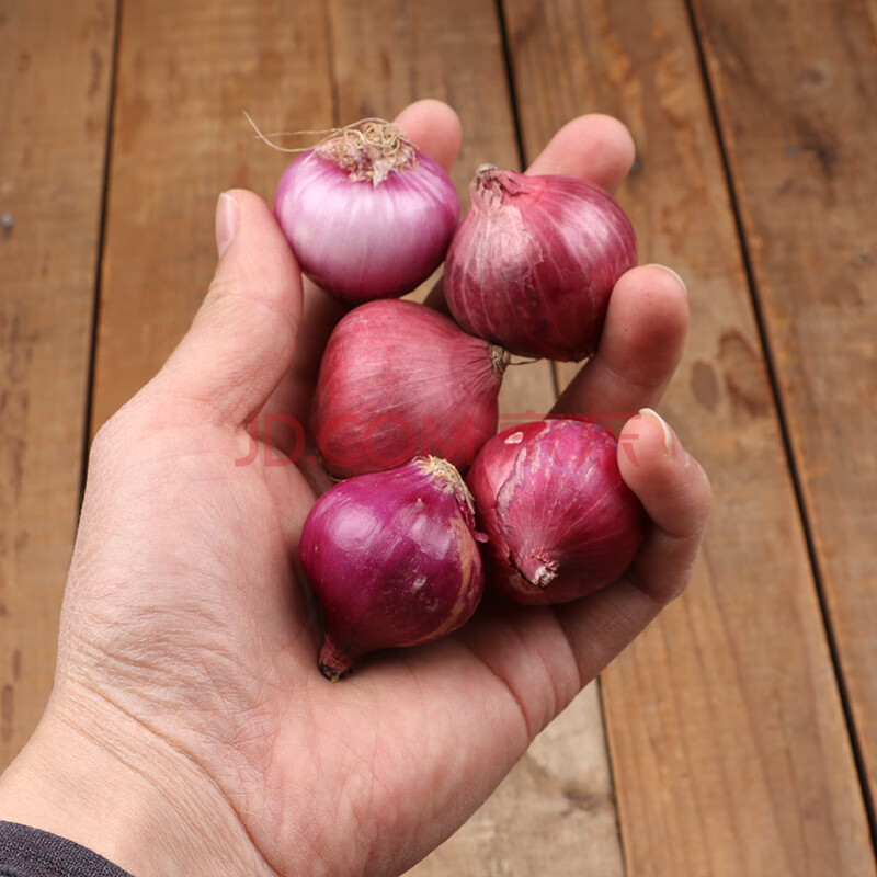 新鲜干葱头小红葱头小洋葱头圆葱头珍珠洋葱香料调料500g
