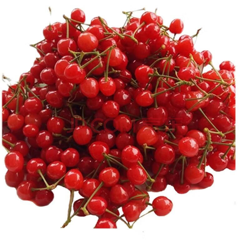 小土樱桃崂山北宅樱珠新鲜青岛水果山东水晶黄蜜 4斤