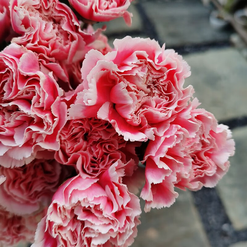 云醉花 单头康乃馨 粉色笑颜康乃馨 粉色 20枝 c级