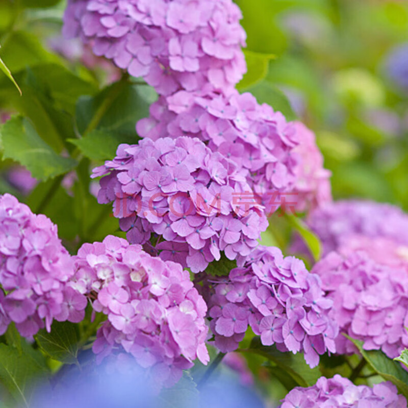 大绣球花苗老桩盆栽带花八仙花无尽夏花卉植物室内花庭院四季开花