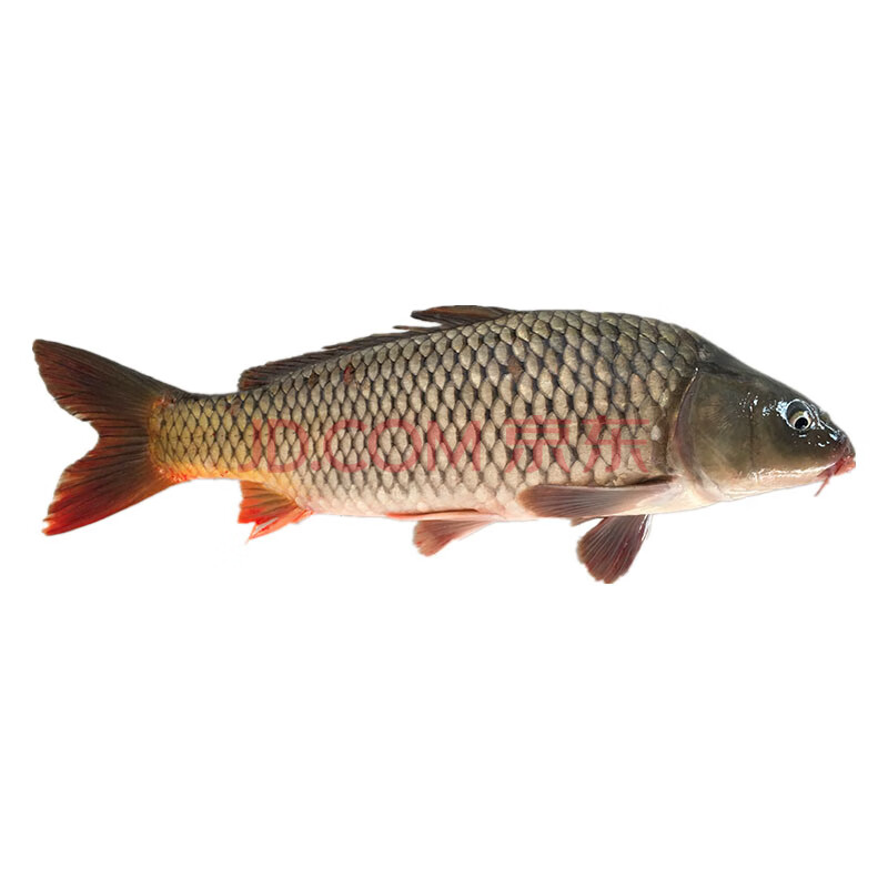 姚鲜品旗舰店 原生态鲤鱼新鲜活体现杀淡水鱼有机生态 当天捕捞 顺丰