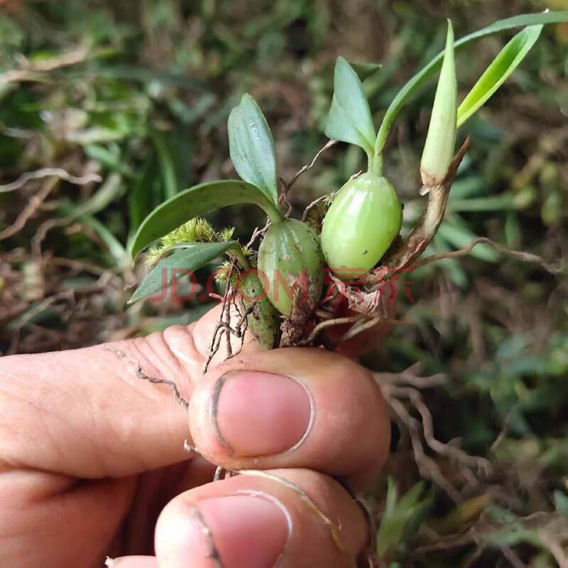 野*生雙葉單葉石橄欖新鮮石仙桃小號大號 山石斛煲湯 雙葉煲湯小號