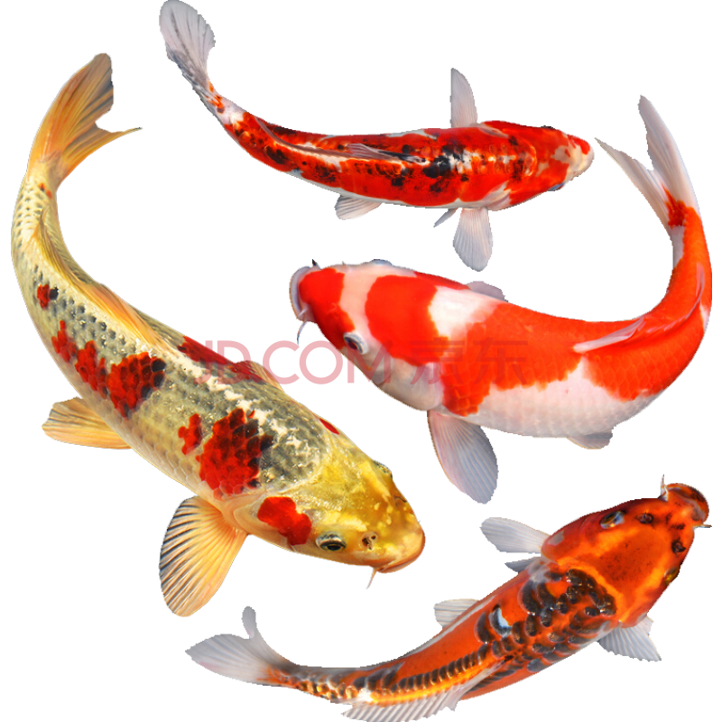 萌萌哒锦鲤活鱼纯种日本锦鲤鱼苗观赏鱼黄金锦鲤蝴蝶锦鲤风尾锦鲤龙凤