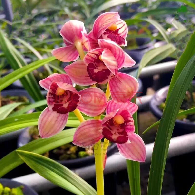 高品质兰花 兰花自然老种 建兰 (红月) 绿植浓香浓香型 四苗