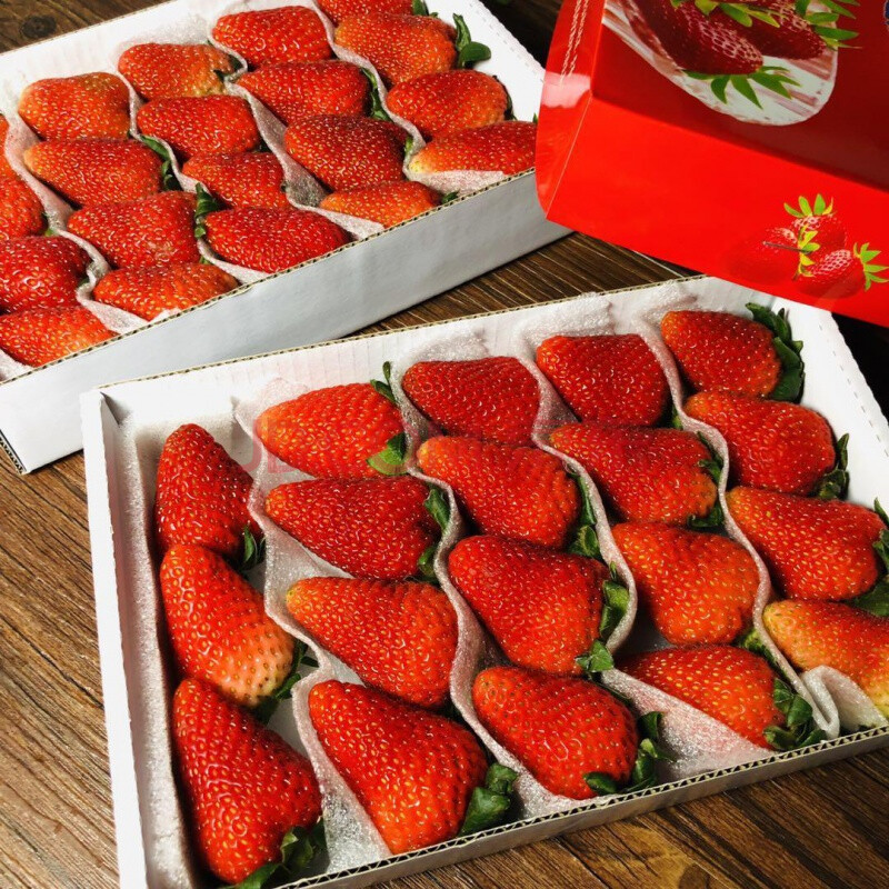 四季草莓新鲜双流草莓烘焙奶油草莓装饰批发草莓共发4盒装现货 4盒装
