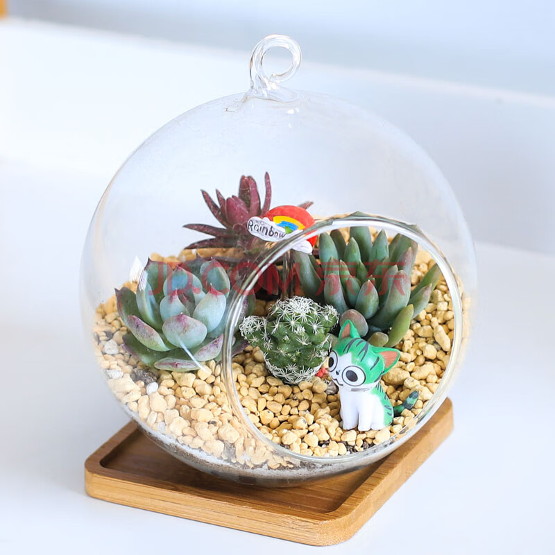 多肉植物生态瓶微景观玻璃吊瓶多肉植物组合小盆栽diy办公室花卉 吊瓶