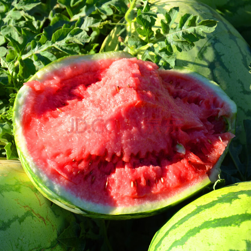 8424麒麟西瓜 正宗新疆沙瓤大西瓜水果新鲜甜当季整箱12-14斤麒麟西瓜