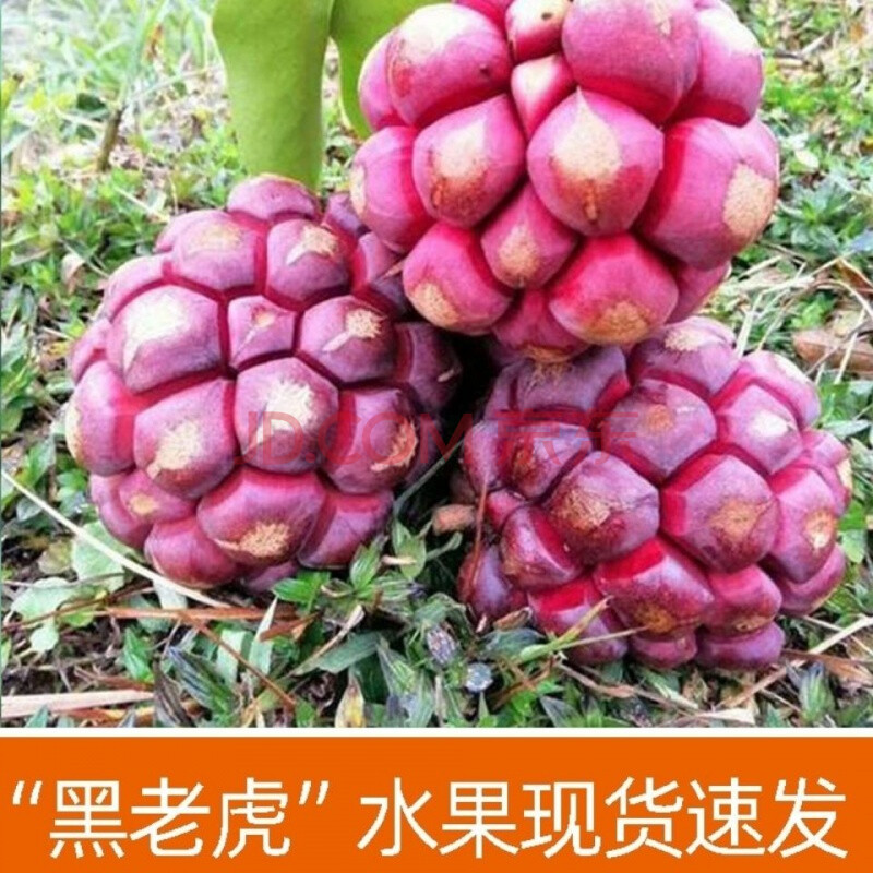 新鲜黑老虎水果血藤果布福娜酒2斤稀奇古怪稀有恶魔果实整箱
