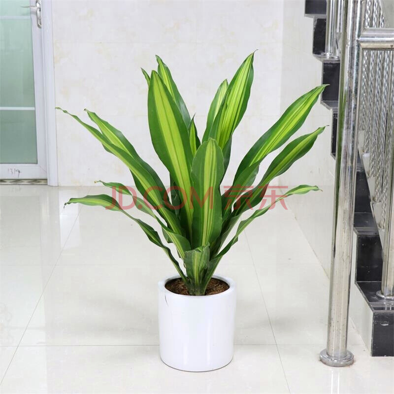 金心巴西铁也门铁巴西木办公室植物室内客厅大型植物绿植盆栽花卉 60