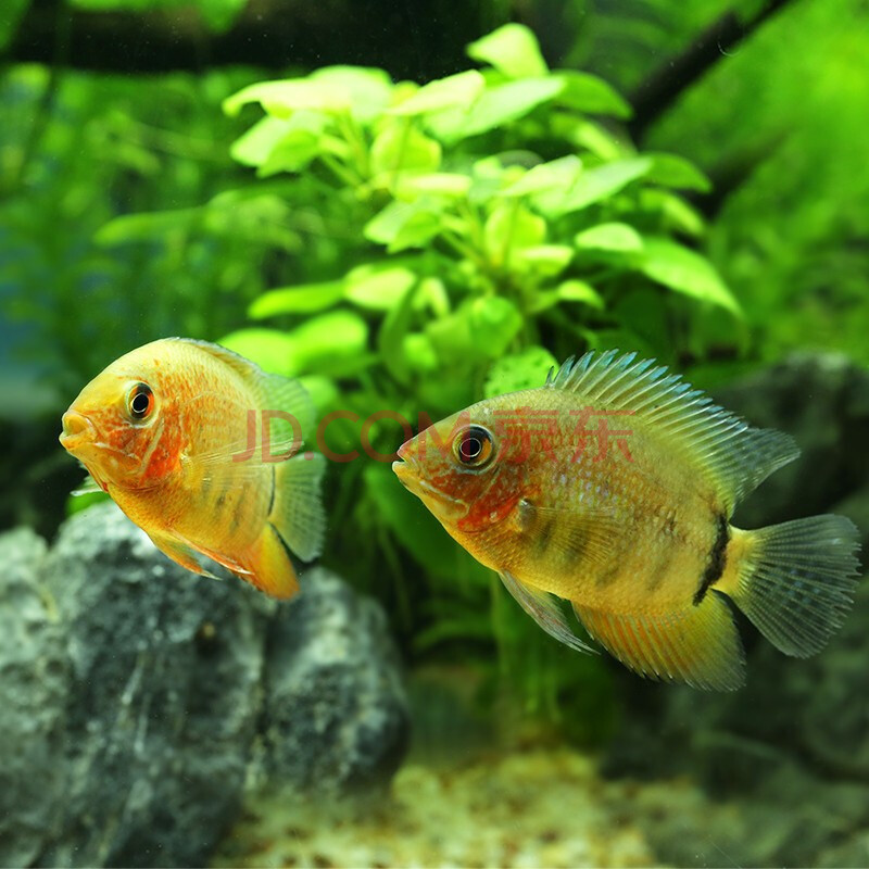 红肩绿菠萝 8-10cm【图片 价格 品牌 报价】-京东