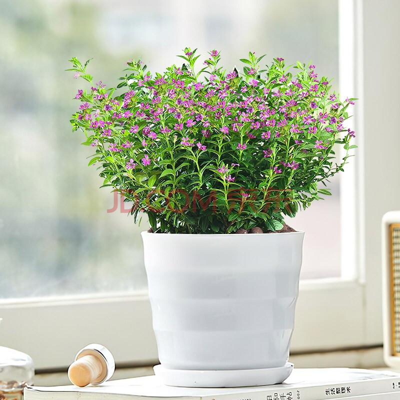 金之春 满天星盆栽花草植物花卉绿植室内花四季开花观花植物花期长不