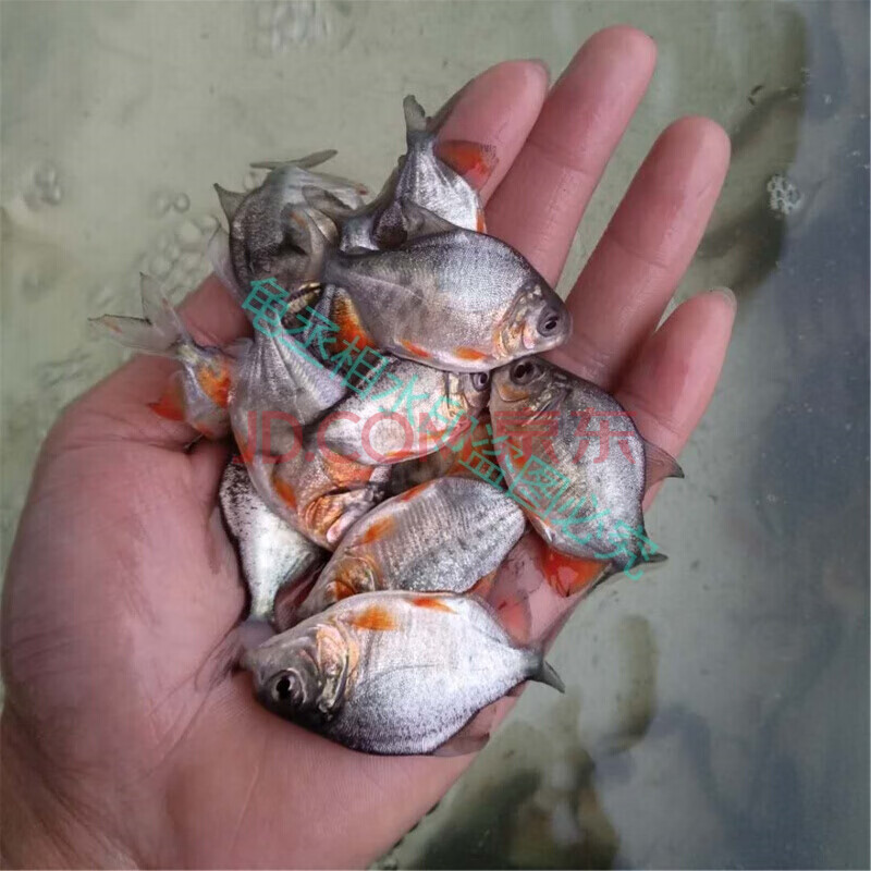 榮鬱淡水白鯧魚苗紅鯧魚苗食用活體小型觀賞兇猛魚熱帶魚池塘養殖魚苗