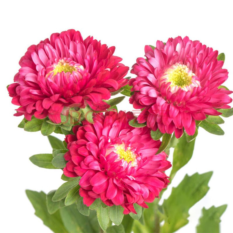 云醉花 翠菊红色 b级 配花 红色 若干支