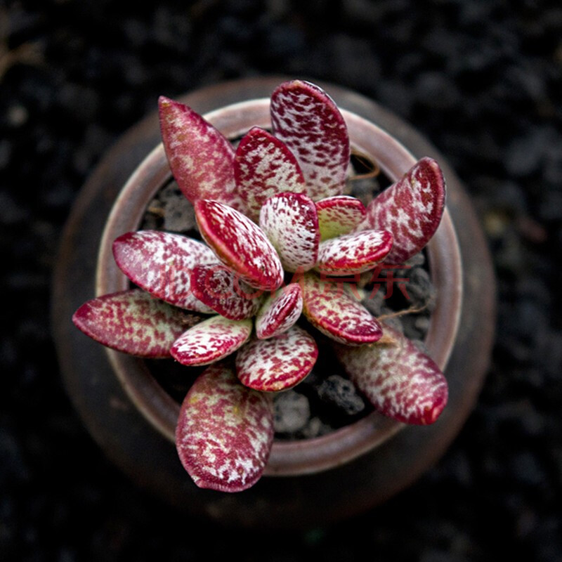赤兔水泡多肉植物盆栽肉肉新手植物办公室创意花卉绿植 赤兔【不含盆