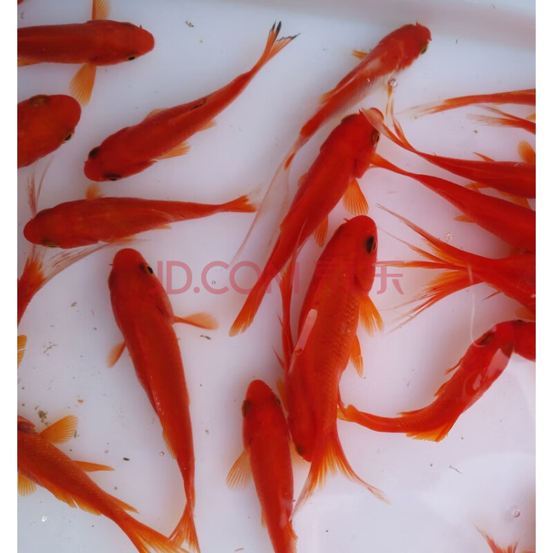 抖音推薦]金魚活體草金魚活體錦鯉活魚冷水觀賞魚闖缸魚活體飼料魚