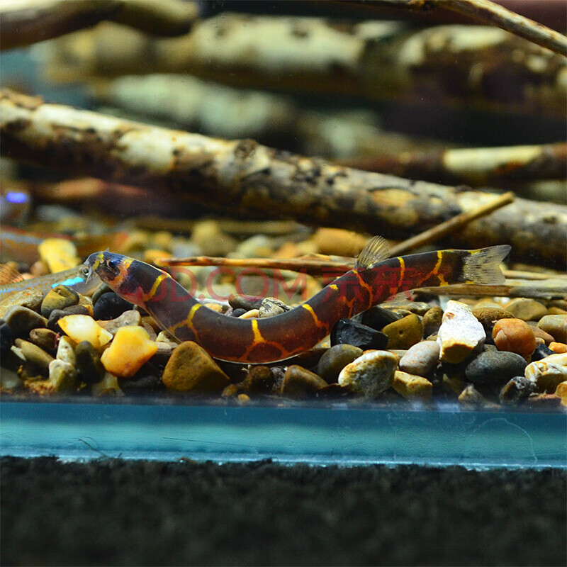 螺除油膜膜工具鱼一线小猴小精灵胡子贵爬熊猫鳅 栗色 蛇仔鱼(吃涡虫)