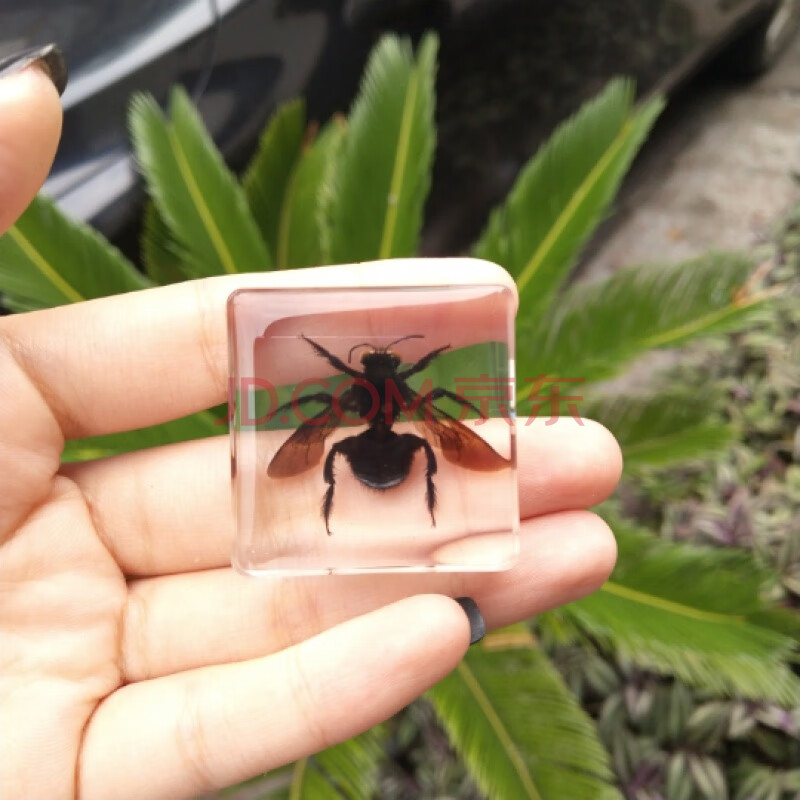 实验幼儿园儿童教学透明树脂昆虫动物海洋生物标本蜘蛛 军绿色 竹蜂