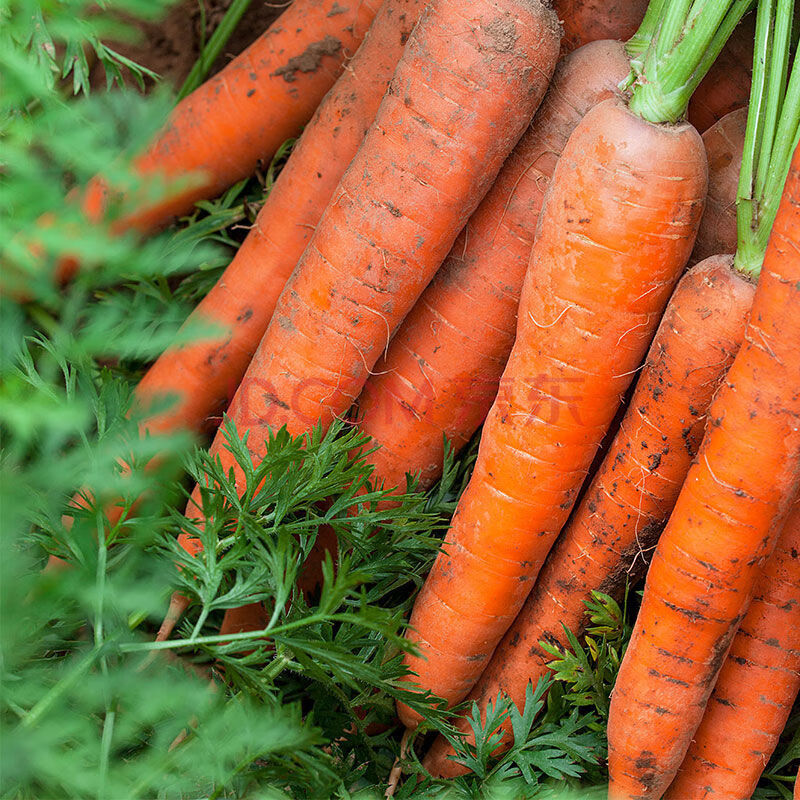 l现挖山东沙土新鲜胡萝卜新鲜蔬菜批发农家自种水果红萝现货现发 5斤