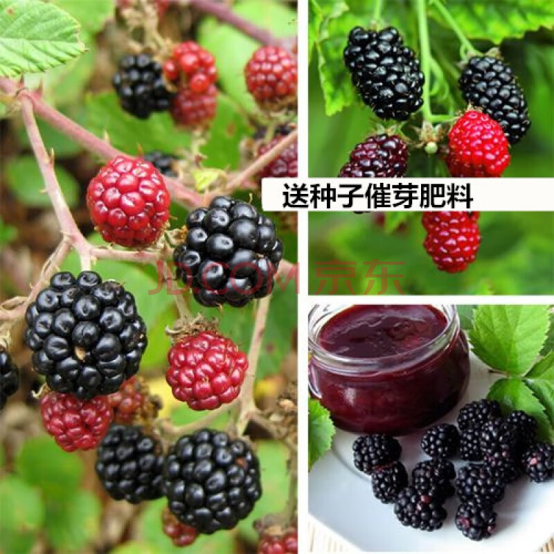 黑莓种子露莓树莓种子欧美四大水果之一水果四季易种庭院水果种籽 100