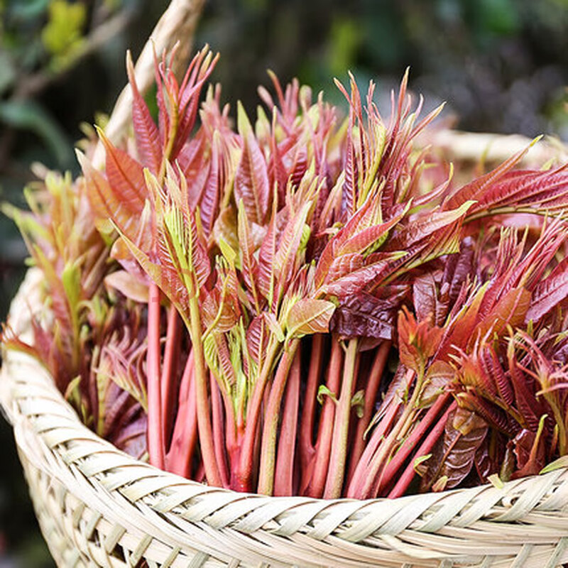 红香椿芽2斤 新鲜现摘红香椿头茬山东正宗野生红油香椿叶蔬菜