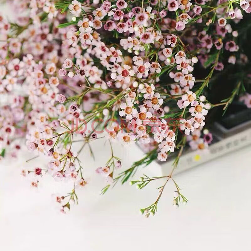 腊梅淘金彩梅好养 芳香观花植物盆栽花卉带花苞易爆盆 淡粉(1盆(1盆1