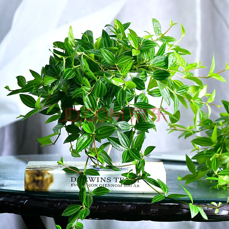 畅微 钻石翡翠吊兰盆栽 小绿植室内观叶植物绿翡翠绿植室内花卉 一盆