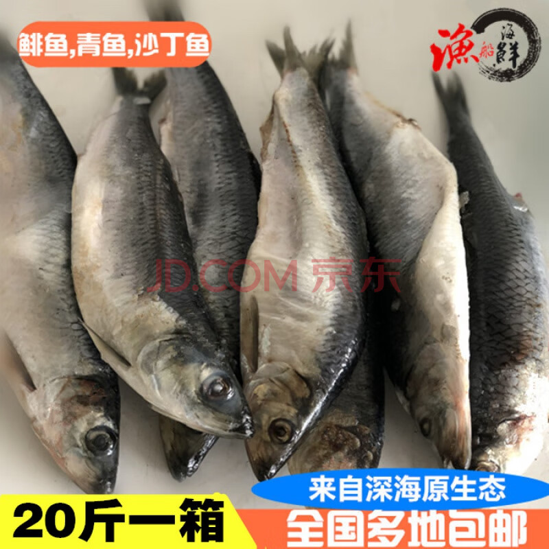 鰮魚溫魚鯡魚俄羅斯燻魚青魚沙丁魚新鮮冷凍鯡魚魚籽燻魚20斤一箱