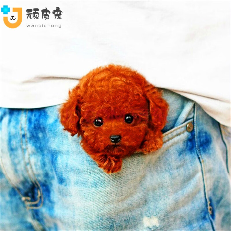 大的超小体贵妇泰迪狗-玩具型红色白色玩具型标准型巨贵活体泰迪宠物