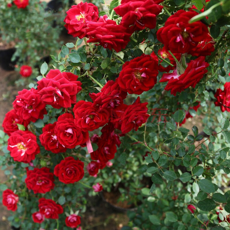 红豆小女孩月季1加仑盆栽