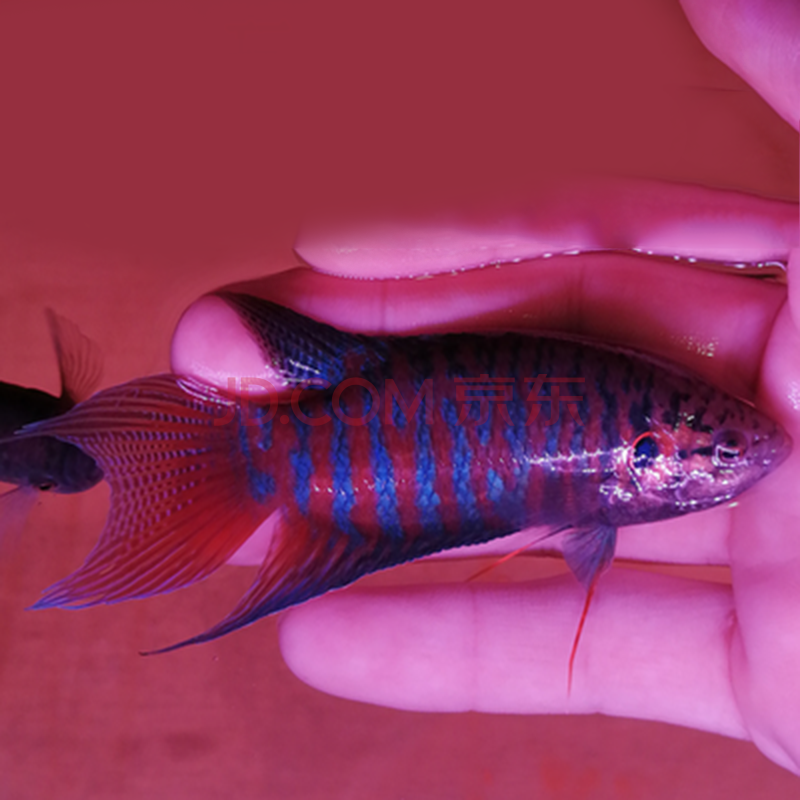 白化紅火焰淡水冷水觀賞魚鬥魚飼料中國鬥魚活魚 普叉套餐8cm3條 魚食